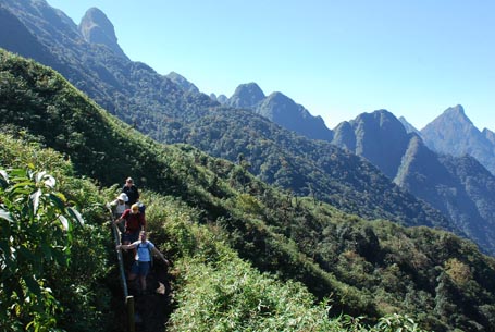 Giải[-]mã[-]bí[-]ẩn[-]loài[-]cỏ[-]trị[-]giá[-]100[-]triệu[-]đồng/kg